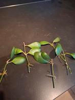 Hoya Lucardensiana, Ophalen of Verzenden, Halfschaduw, Minder dan 100 cm