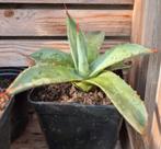 Agave Seemanniana / cactus winterhard, Ophalen of Verzenden, Bloeit niet, Overige soorten, Volle zon