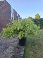 fargesia rufa, Ophalen, Bamboe, Struik, 100 tot 250 cm