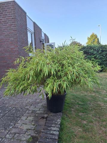 fargesia rufa beschikbaar voor biedingen