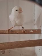 Kanarie Wit  1x Man 3x Pop te koop, Dieren en Toebehoren, Vogels | Kanaries, Meerdere dieren, Kleurkanarie