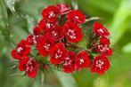Zaden duizendschoon rood (Dianthus barbatus), Ophalen of Verzenden, Voorjaar, Volle zon, Zaad