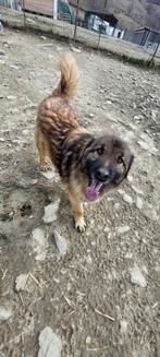 Mina Ter Adoptie, Dieren en Toebehoren, Particulier, Rabiës (hondsdolheid), Buitenland, Teef
