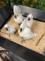 Witkuif kaketoe, Dieren en Toebehoren, Meerdere dieren, Papegaai, Pratend