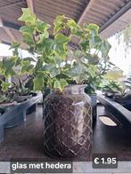 Glas met hedera, Ophalen of Verzenden, Volle zon, Minder dan 100 cm