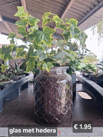 Glas met hedera beschikbaar voor biedingen