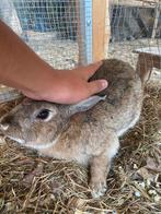 Tam konijntje rammetje, Dieren en Toebehoren, Konijnen, Mannelijk, Klein, 0 tot 2 jaar