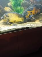 Aquariumvissen, Dieren en Toebehoren, Vissen | Aquariumvissen, Vis, Zoetwatervis