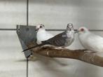 Bonte diamantduif '25, Vrouwelijk, Tropenvogel