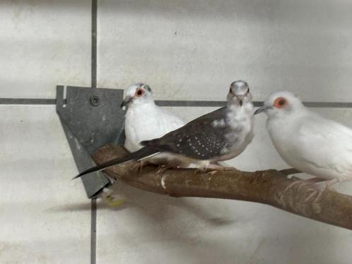 Bonte diamantduif '25, Dieren en Toebehoren, Vogels | Overige Vogels, Tropenvogel, Vrouwelijk