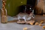 Opgezette jonge rat, Verzamelen, Ophalen of Verzenden, Nieuw, Wild dier, Opgezet dier