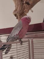 Rosé kaketoe, Mannelijk, Papegaai, Pratend