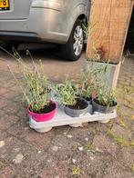 Lavendel, Tuin en Terras, Planten | Tuinplanten, Ophalen, Zomer, Overige soorten, Volle zon