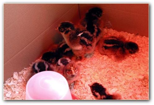 kuikens hennen Barnevelder dubbelgezoomd groot gesekst, Dieren en Toebehoren, Pluimvee, Kip, Vrouwelijk