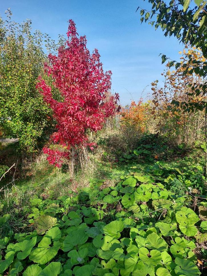 Plantgoed bijzondere Bomen en Struiken, Tuin en Terras, Planten | Bomen, Overige soorten, Minder dan 100 cm, Volle zon, Zomer