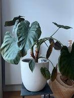 Prachtige kamerplant met grote bladeren, Ophalen, 100 tot 150 cm, Overige soorten, Halfschaduw