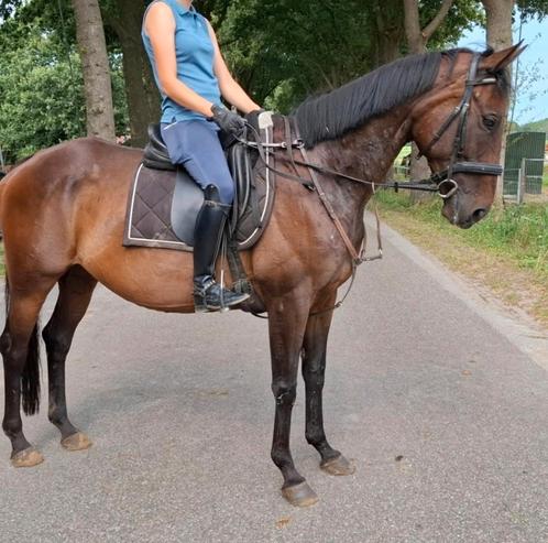 Brave 9 jr allrounder 1,62(recreatie-manege-sport), Dieren en Toebehoren, Paarden, Merrie, B, 160 tot 165 cm, 7 tot 10 jaar, Recreatiepaard