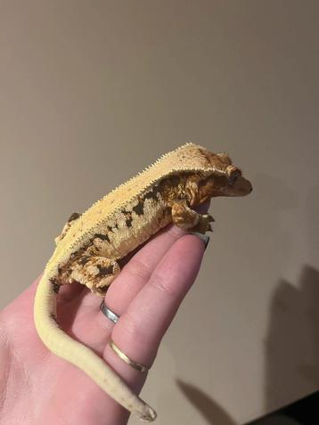 Wimpergekko vrouw lilly white beschikbaar voor biedingen