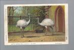 2366 Oude kunstkaart dierentuin Artis vogel witte nandoe, Gelopen, Vogel, Verzenden