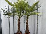 Trachycarpus fortunei stam 70 cm Winterhard, 100 tot 250 cm, Zomer, Palmboom, Ophalen