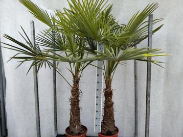 Trachycarpus fortunei stam 70 cm Winterhard  beschikbaar voor biedingen