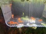 Jonge cpo kreeftjes, Dieren en Toebehoren, Vissen | Aquariumvissen, Vis