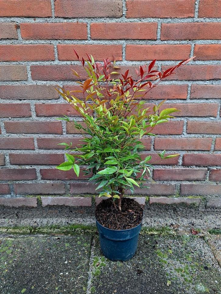 Nandina domestica Hemelse Bamboe 🍀🌸, Tuin en Terras, Planten | Struiken en Hagen, Overige soorten, Ophalen