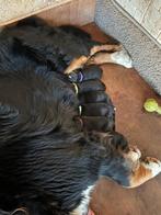 Berner Sennen puppy's te koop, Dieren en Toebehoren, Parvo, Meerdere, Meerdere dieren, Nederland