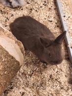 2 prachtige gekleurde rammetjes, Dieren en Toebehoren, Mannelijk, Dwerg