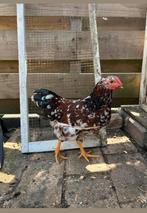 Porselein Wyandotte krielhaan 25 juni, Dieren en Toebehoren, Pluimvee, Mannelijk, Kip
