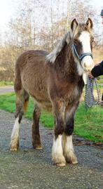 Tinkerhengstveulen Silver/Buckskin sooty, Hengst, Gechipt, 0 tot 2 jaar