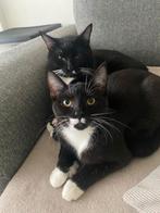 Two lovely cats want to find forever home!!, Dieren en Toebehoren, Katten en Kittens | Raskatten | Korthaar, Poes, Ontwormd, 0 tot 2 jaar