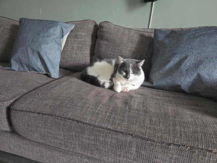 Lily, Dieren en Toebehoren, Katten en Kittens | Overige Katten, Kater, 0 tot 2 jaar