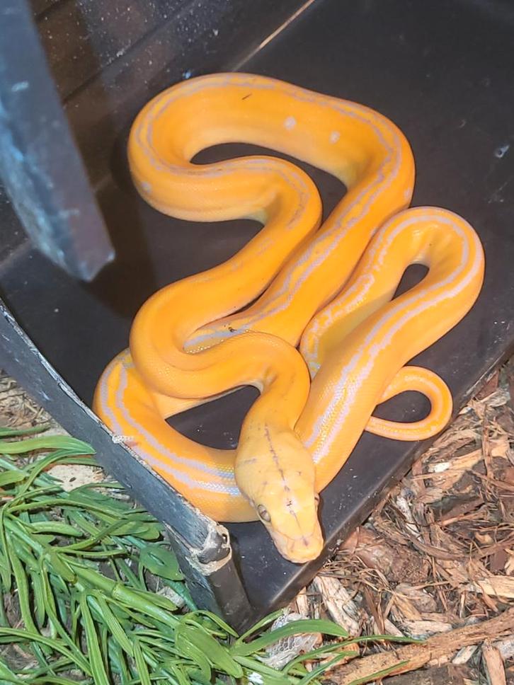 Laatste jonge nk25  dwarf retics te koop, Dieren en Toebehoren, Reptielen en Amfibieën, Slang