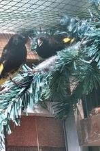 Zwarte sijs mannen correct geringd en met DNA papieren., Dieren en Toebehoren, Mannelijk, Tropenvogel, Geringd