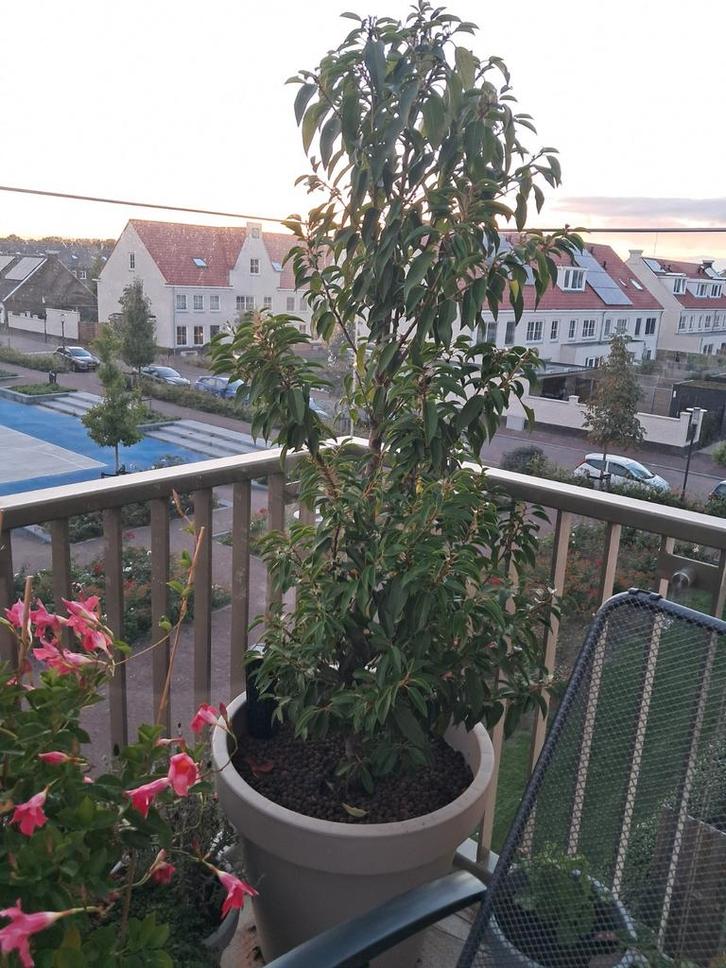 Portugese Laurier in Pot - 2 stuks, Tuin en Terras, Planten | Bomen, Overige soorten, 100 tot 250 cm, Halfschaduw, Bloeit niet