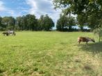 plek voor shetlander, kleine pony, mini paardje, Dieren en Toebehoren, Stalling en Weidegang, Weidegang, 1 paard of pony