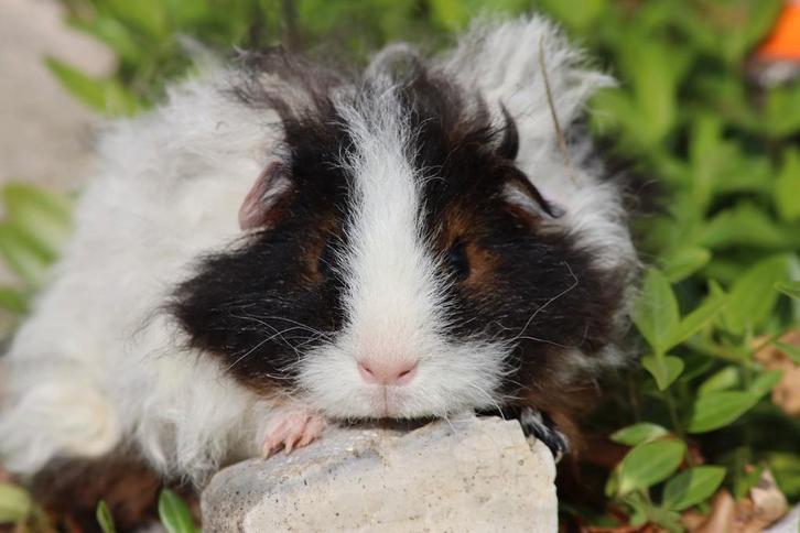 Tessel beertje, Dieren en Toebehoren, Knaagdieren, Mannelijk, Cavia, Maart, Tam