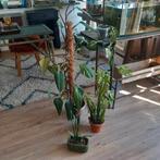 4 mooie kamer planten! urban jungle, Ophalen, Overige soorten