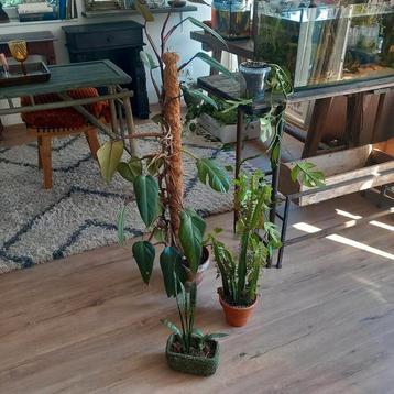 4 mooie kamer planten! urban jungle beschikbaar voor biedingen