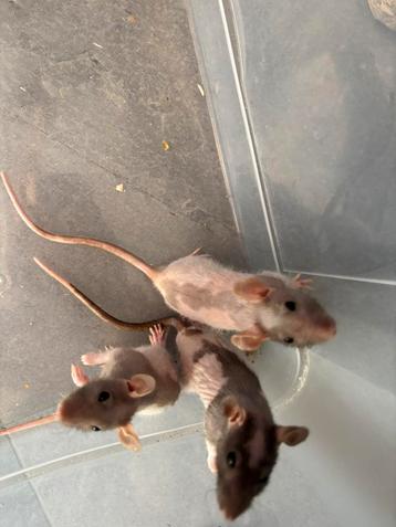 4  unieke kleur tamme Japanner naakt ratjes ratten ritten beschikbaar voor biedingen