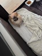 ORIGINELE POMERANIAN – 2 Maanden Oude Vrouwelijke Pup 🐶, Dieren en Toebehoren, Poes