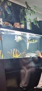 Cichla piquiti blue azul 40 cm 150e, Vis