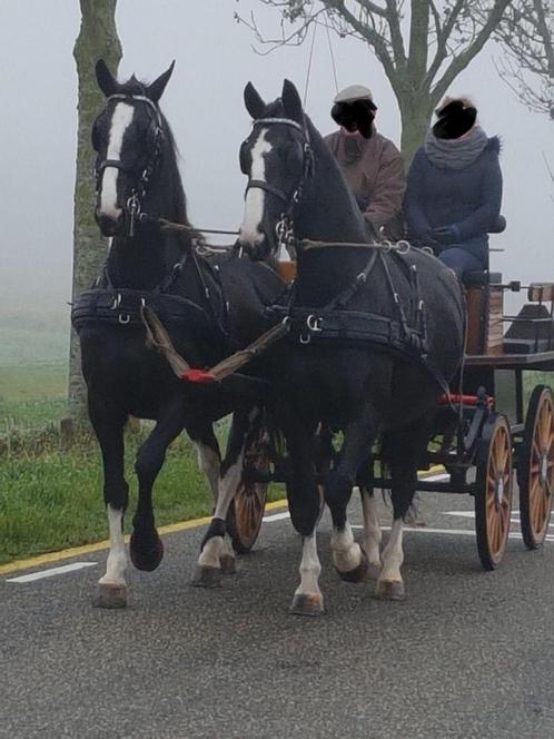 Tweespantuig, Luxe Marathon, Dieren en Toebehoren, Paarden en Pony's | Hoofdstellen en Tuigage, Zo goed als nieuw, Overige soorten