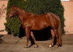 APHA merrie, Dieren en Toebehoren, Paarden, Merrie