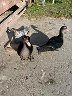 Muskus eenden, Dieren en Toebehoren, Pluimvee, Meerdere dieren, Eend