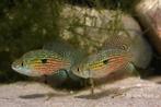 Blokvis (Jordanella floridae) echte algeneters! Nog 2 paar!, Dieren en Toebehoren, Vis