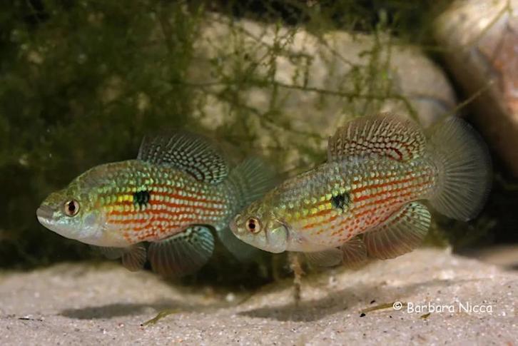 Blokvis (Jordanella floridae) echte algeneters! Nog 2 paar!, Dieren en Toebehoren, Vissen | Aquariumvissen, Vis