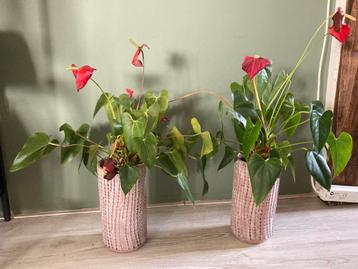 Lakanthurium Anthurium andreanum (Flamingoplant beschikbaar voor biedingen