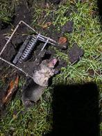 Mollenvanger - Professionele bestrijding, Ophalen, Gebruikt, Ongediertebestrijding